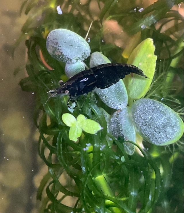 Plantas Acuario Naturales.