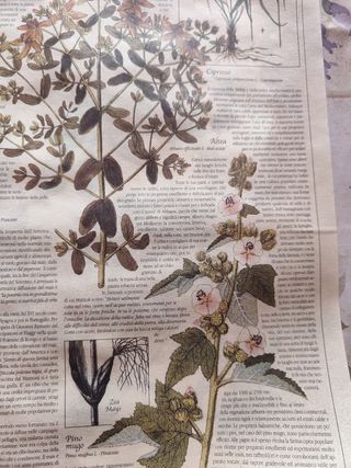 Poster di piante officinali