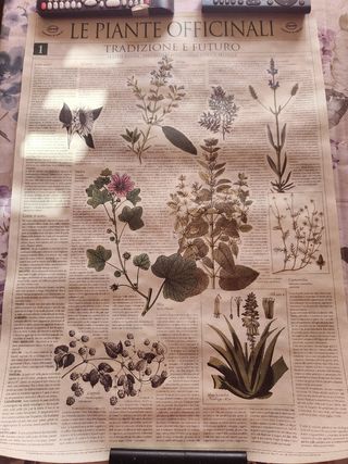 Poster di piante officinali