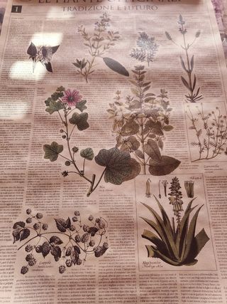 Poster di piante officinali