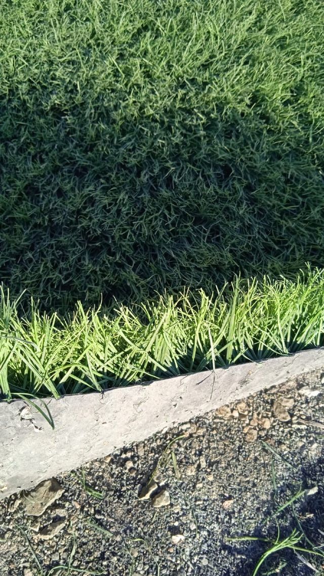 Cesped artificial reciclado