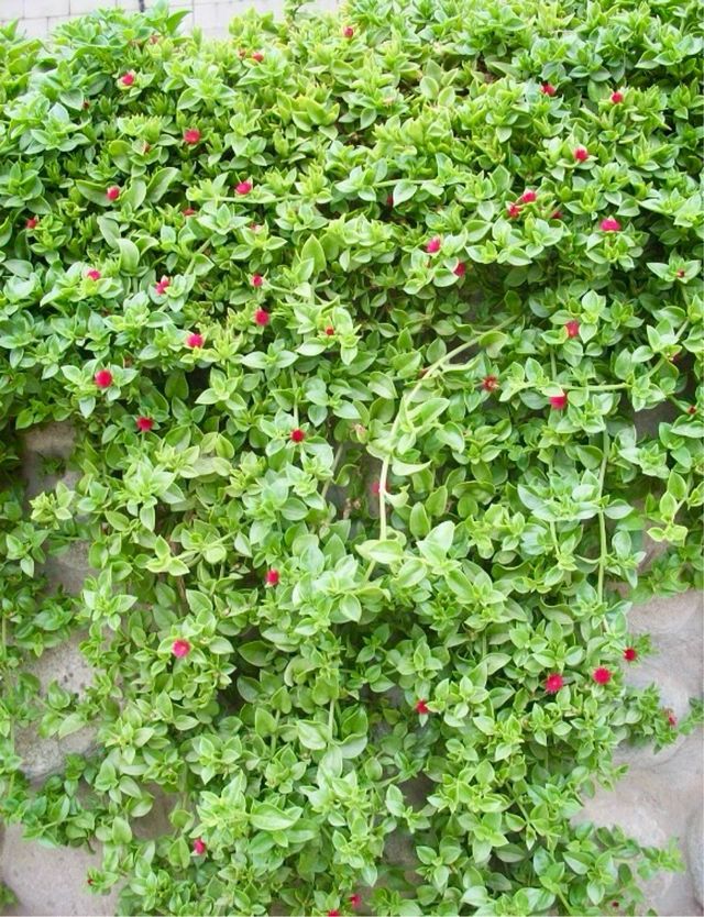 Esqueje de Aptenia Cordifolia o Planta del Rocío.