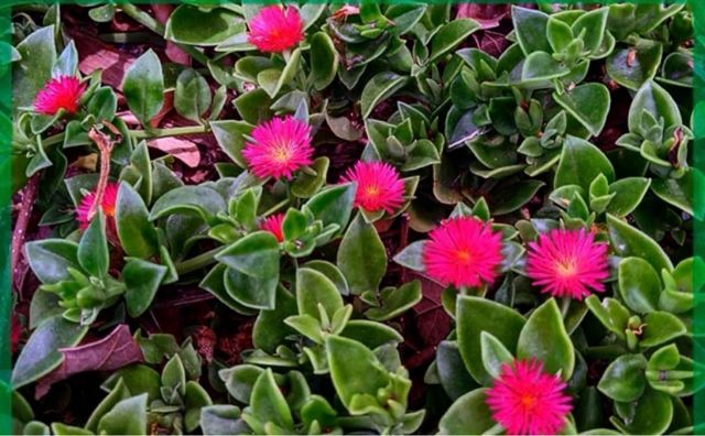 Esqueje de Aptenia Cordifolia o Planta del Rocío.