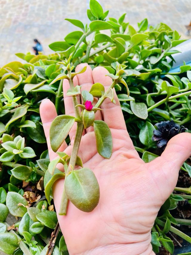 Esqueje de Aptenia Cordifolia o Planta del Rocío.