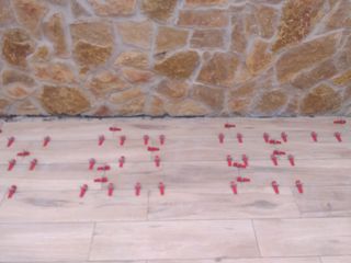 Alicatados asolados y aplacados Zaría