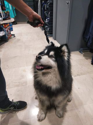 Cuidado / Guardería de Mascotas