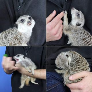 Cuidado / Guardería de Mascotas