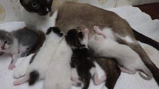 Cuidado / Guardería de Mascotas