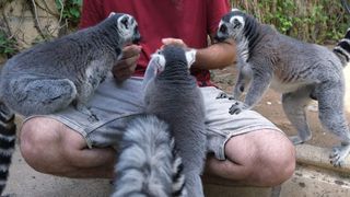 Cuidado / Guardería de Mascotas