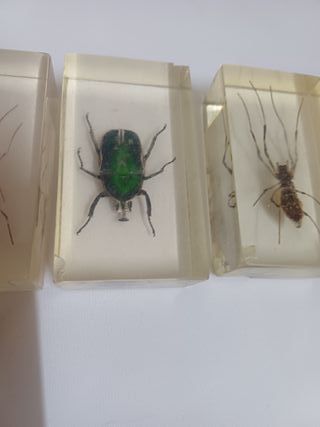 3 INSETTI ESEMPLARI DI TUTTO IL MONDO