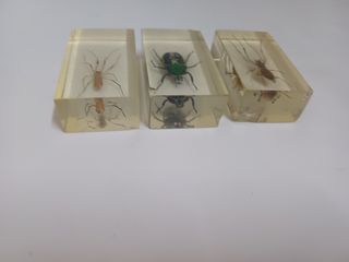 3 INSETTI ESEMPLARI DI TUTTO IL MONDO