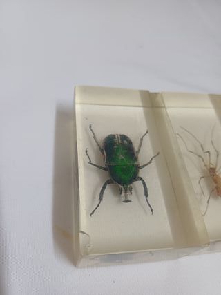 3 INSETTI ESEMPLARI DI TUTTO IL MONDO