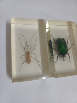 3 INSETTI ESEMPLARI DI TUTTO IL MONDO