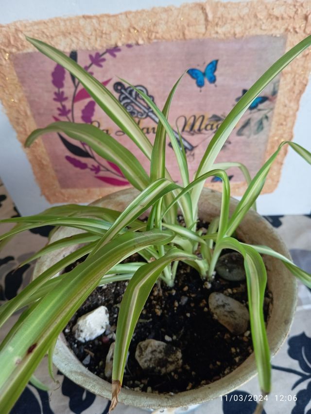 Maceta artesanal pintada malamadre Nacar piedra