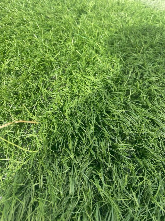 Cesped artificial reciclado