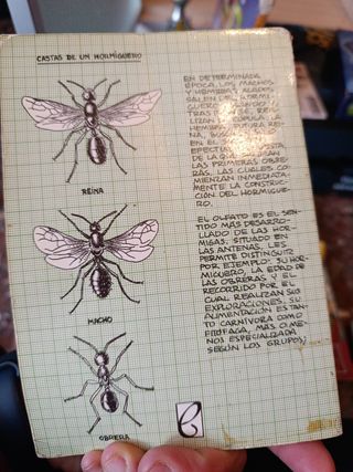 Libros lectura  niños