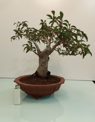 Bonsai aligustre (Ligustrum)