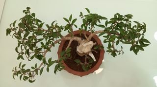 Bonsai aligustre (Ligustrum)