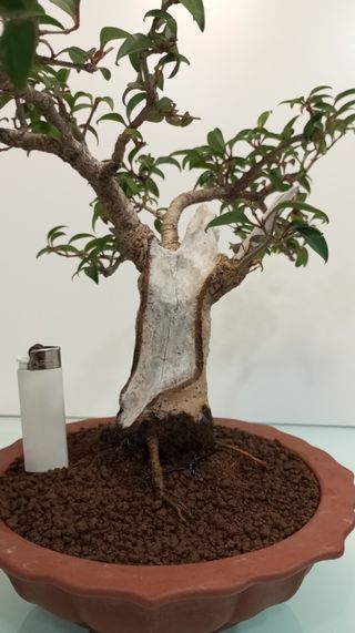 Bonsai aligustre (Ligustrum)