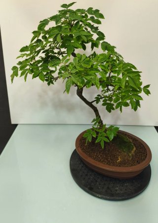 Bonsai fresno