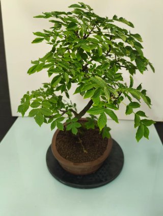 Bonsai fresno