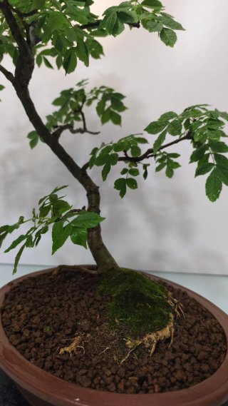 Bonsai fresno