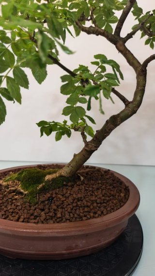 Bonsai fresno