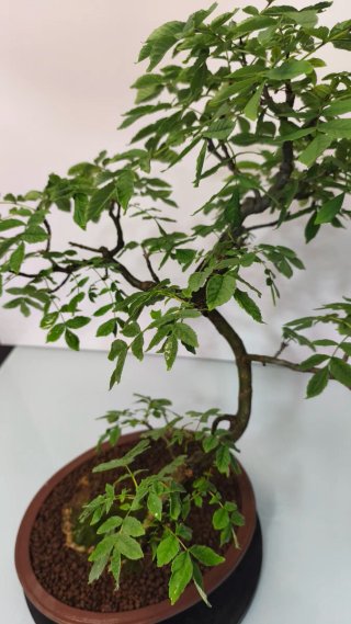 Bonsai fresno