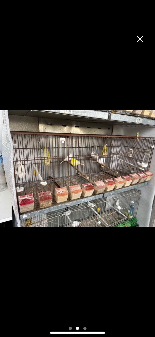 Jaula de cria de metro