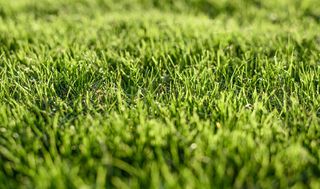 Jardinero y mantenimiento de piscinas