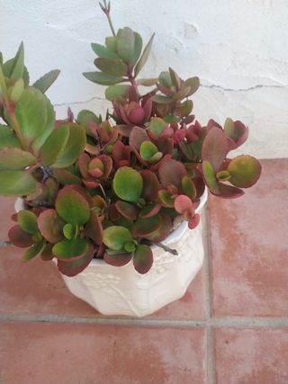 Planta crasa en macetero bonito