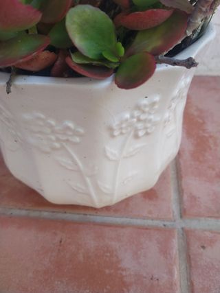 Planta crasa en macetero bonito