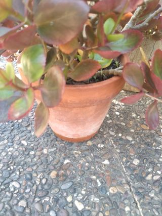 Planta crasa en flor maceta de barro