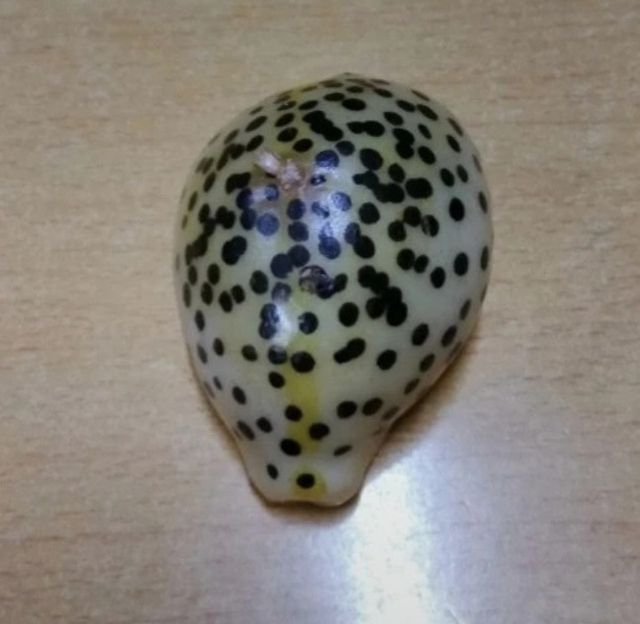 Vela decorativa em forma de concha