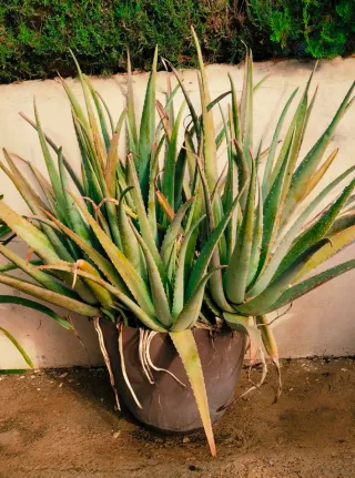##OFERTA##ALOE VERAS EXTRA GRANDES.