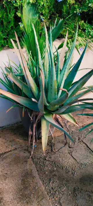 ##OFERTA##ALOE VERAS EXTRA GRANDES.