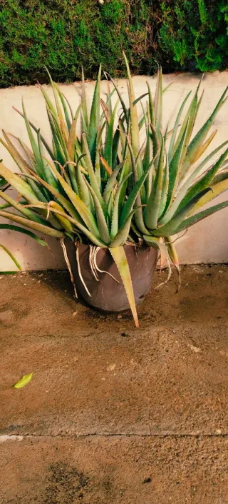 ##OFERTA##ALOE VERAS EXTRA GRANDES.