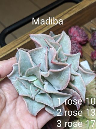 Echeveria madiba