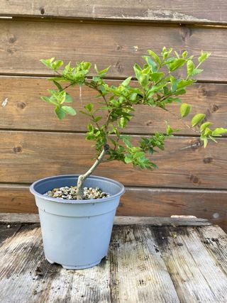 Prebonsai shohin ligustro