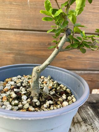 Prebonsai shohin ligustro