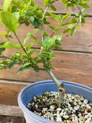 Prebonsai shohin ligustro