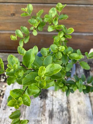 Prebonsai shohin ligustro