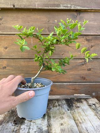Prebonsai shohin ligustro