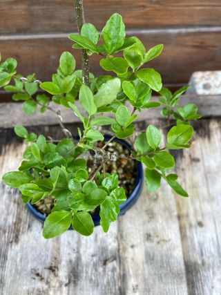 Bonsai shohin ligustro
