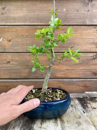 Bonsai shohin ligustro