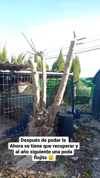 servicios de jardineria (tala,poda,riego...)