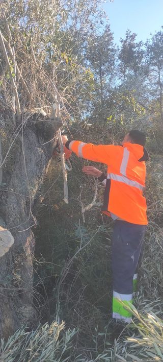 servicios de jardineria (tala,poda,riego...)