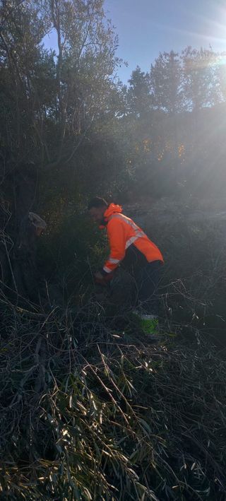 servicios de jardineria (tala,poda,riego...)