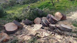 servicios de jardineria (tala,poda,riego...)