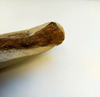 Rhacolepis buccalis fósil